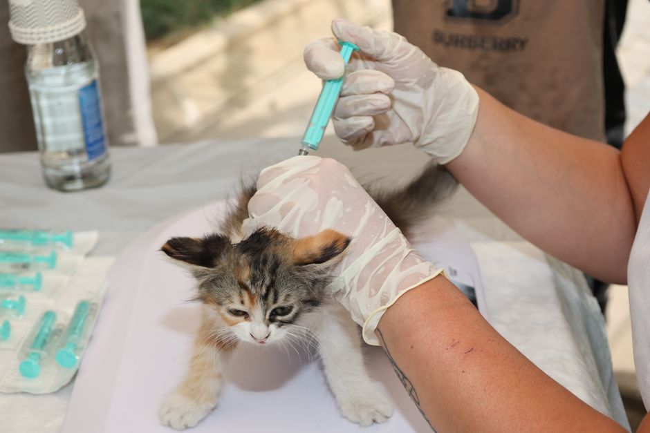 Scheme de vaccinare cățel și pisică