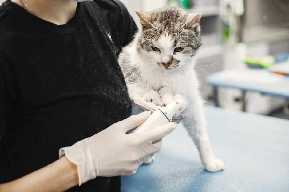 O sterilizare normală s-a transformat într-un caz cel puțin interesant