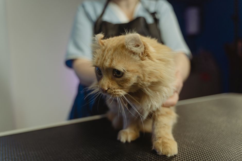 Consult dermatologic veterinar pentru pisică