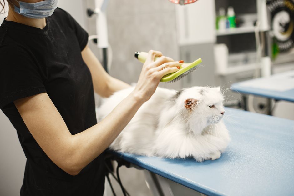 Pisică fericită la cabinetul veterinar HomeVet