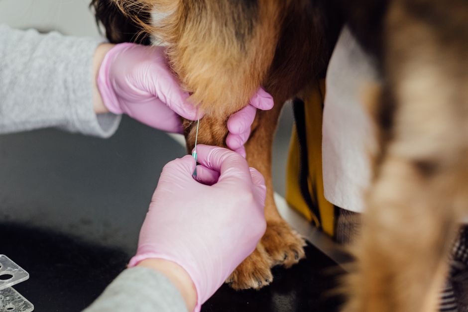 Pachet înregistrare cățel – microcipare și vaccinare