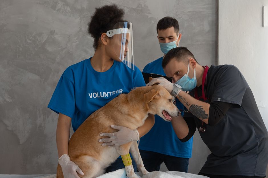Medic veterinar examinând un cățel